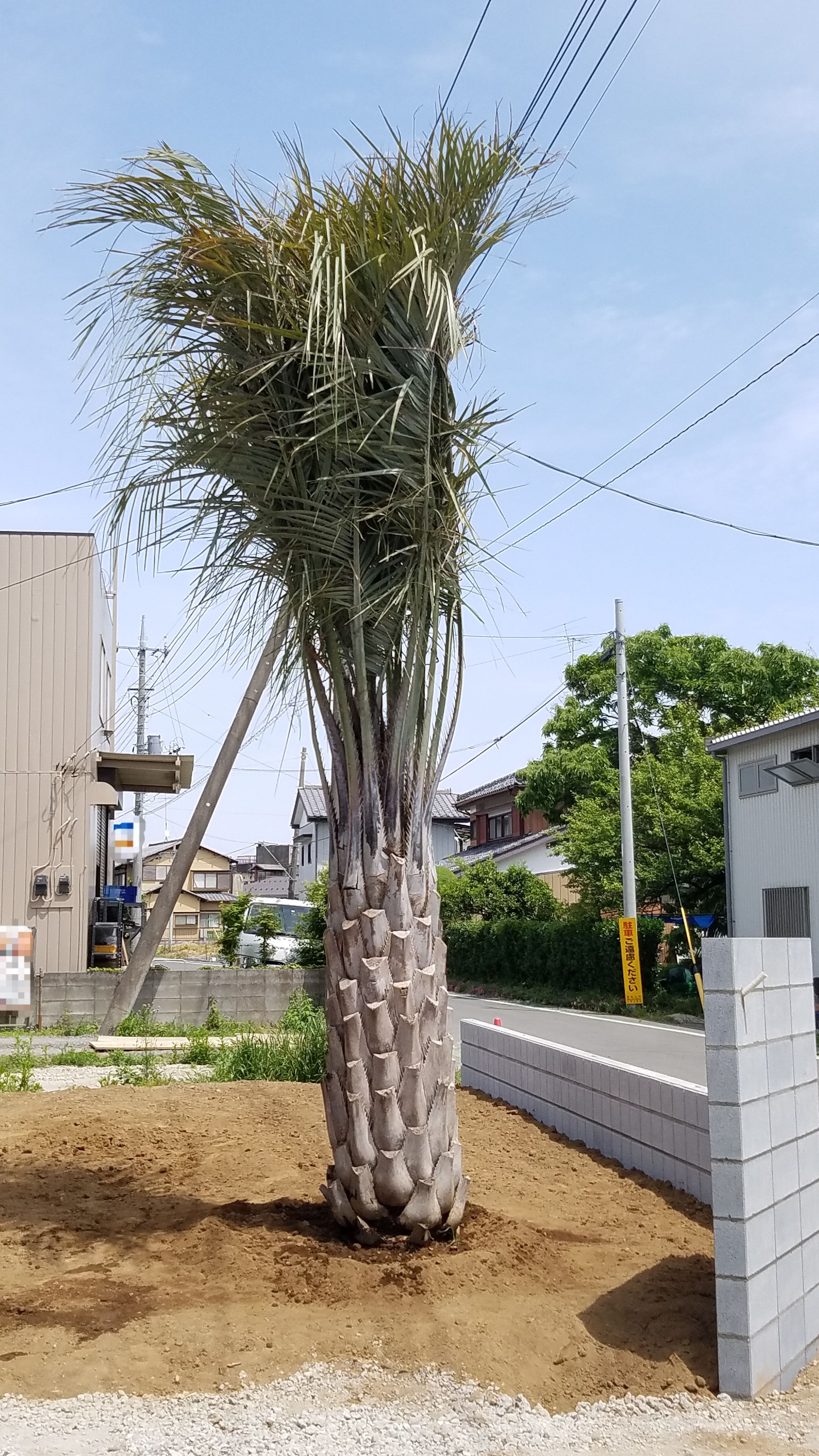 ヤシの木：東松山市 ココスヤシ｜埼玉県東松山市でヤシの木販売